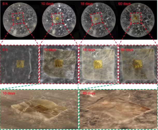 descomposicion-chip.avif