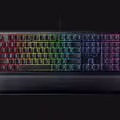 Ornata v2