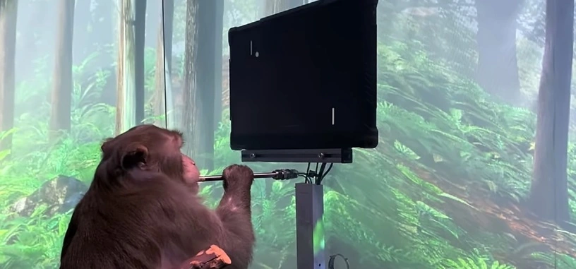 Un mono jugando al Pong con la mente es la mejor publicidad para el implante Neuralink de Elon Musk