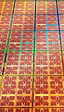 Intel anuncia la serie Xeon 6+ de procesadores con hasta 288 núcleos E