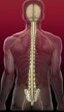 Las personas con parálisis podrían volver a caminar gracias a un implante espinal flexible