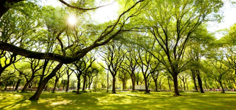 Dar direcciones de e-mail a 200 árboles es el objetivo de un concejal neoyorquino