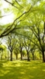 Dar direcciones de e-mail a 200 árboles es el objetivo de un concejal neoyorquino
