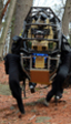 El ejército estadounidense no usará los robots de Google porque son extremadamente ruidosos