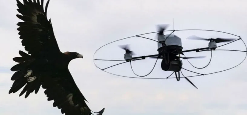 Nada como las águilas para mantener los cielos libres de drones