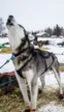 Google Street View documentó la carrera Iditarod en Alaska