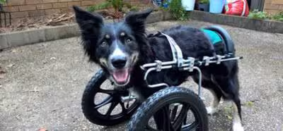 Un cachorro de tres patas puede volver a caminar gracias a la impresión 3D