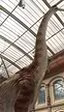 Google revive a los dinosaurios con su guía de realidad virtual para museos