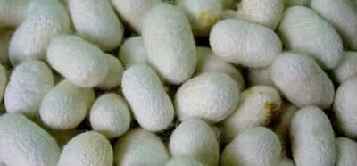 Alimentan a gusanos de seda con grafeno, y obtienen seda mucho más resistente