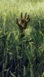 Netflix estrenará la adaptación de la novela corta de Stephen King y Joe Hill 'In the Tall Grass'