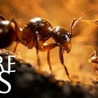 Empire of the Ants